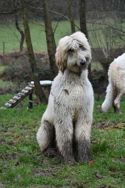 Lachen😀 eure Hunde auch so gerne😂-Beitrag-Bild