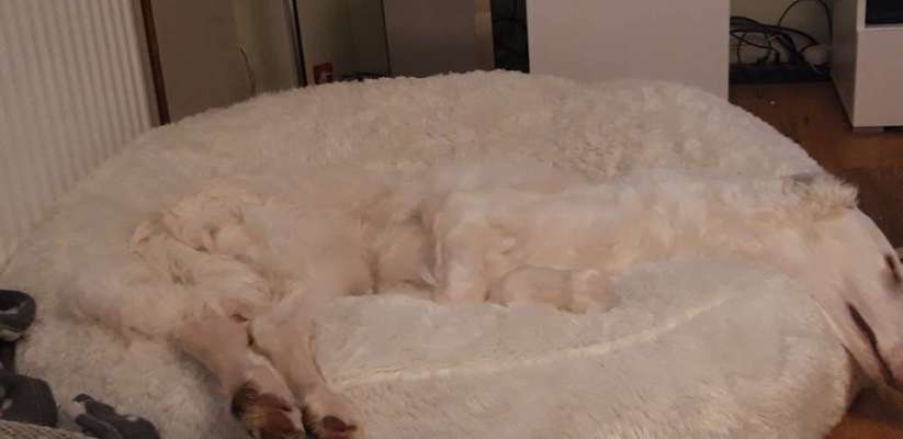 Windhunde - Treffen der besonderen Schönheiten
HERZLICH WILLKOMMEN-Beitrag-Bild