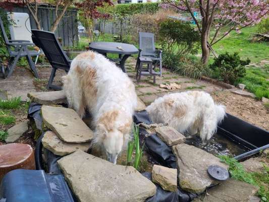Windhunde - Treffen der besonderen Schönheiten
HERZLICH WILLKOMMEN-Beitrag-Bild