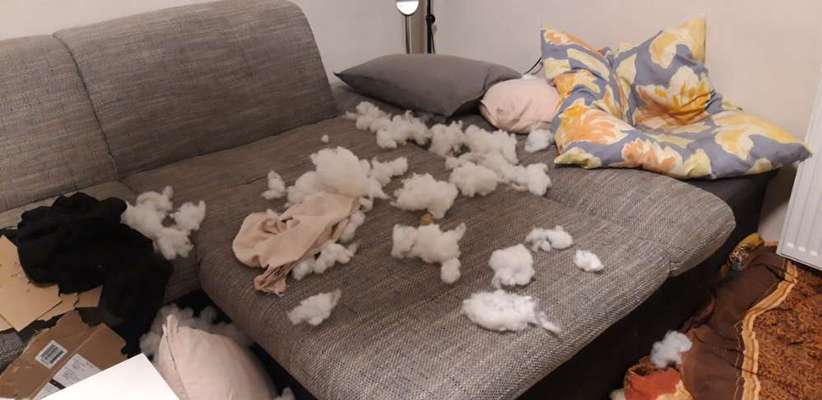 Zeig mir, dass du mit einem hund zusammenlebst....-Beitrag-Bild