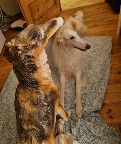 Windhunde - Treffen der besonderen Schönheiten
HERZLICH WILLKOMMEN-Beitrag-Bild