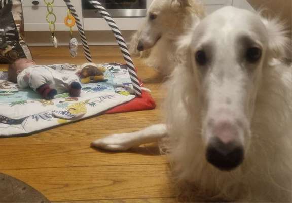 Windhunde - Treffen der besonderen Schönheiten
HERZLICH WILLKOMMEN-Beitrag-Bild