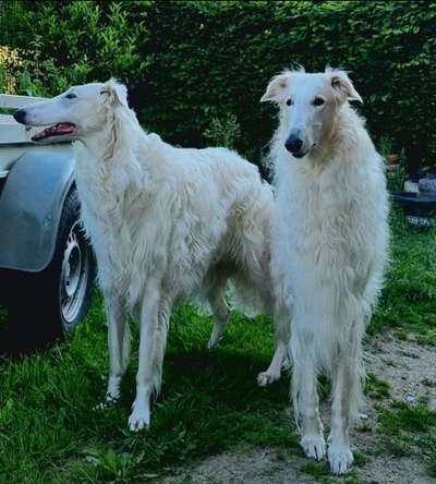 Reinrassige Hunde?-Beitrag-Bild