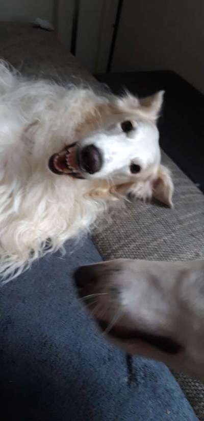 Fotochallange Nr.53 "HALLOWEEN"-Beitrag-Bild