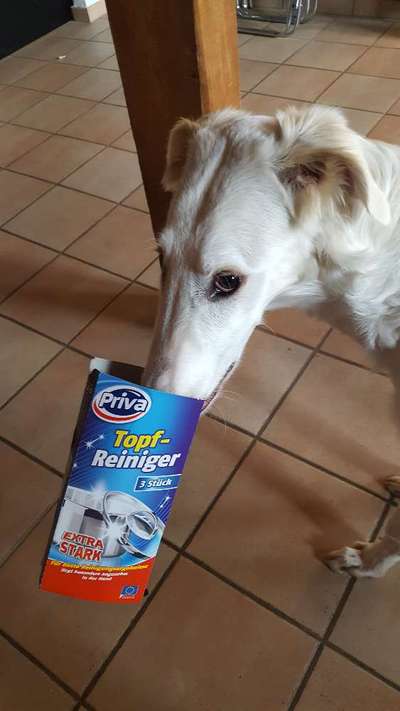 Dogorama Photo Challenge - Hündische Haushaltshilfe-Beitrag-Bild