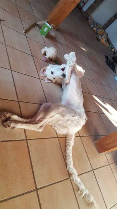 Hier ist der Spaßthread. Zum Schmunzeln und Kaputtlachen-Beitrag-Bild