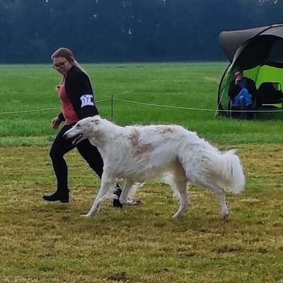 Welpenfotos-Beitrag-Bild