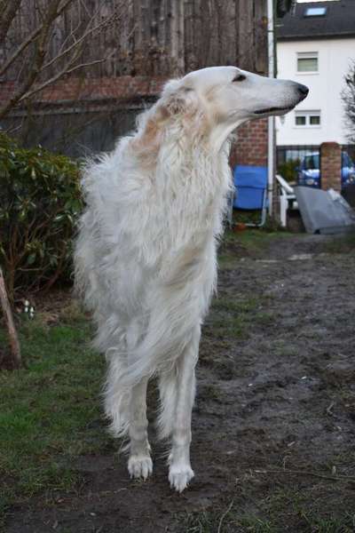 Windhunde - Treffen der besonderen Schönheiten
HERZLICH WILLKOMMEN-Beitrag-Bild