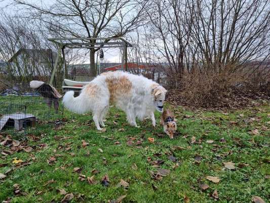 Windhunde - Treffen der besonderen Schönheiten
HERZLICH WILLKOMMEN-Beitrag-Bild