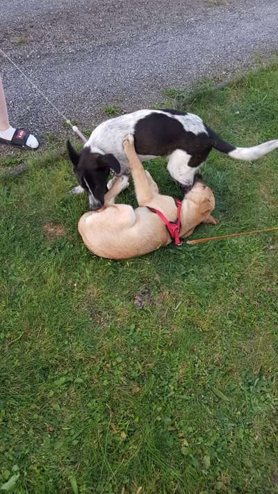 Bester Freund, Hundekumpel - zeigt her!-Beitrag-Bild