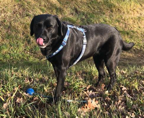 Fotochallenge Nr. 59 - Mein Hund zeigt die Zunge-Beitrag-Bild