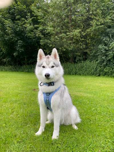 Hundetreffen-Gassi oder Spielrunden-Bild