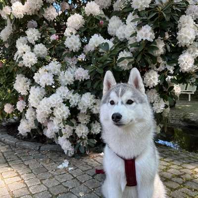 aktuelles Foto Gruppe Husky und Husky Mischlinge