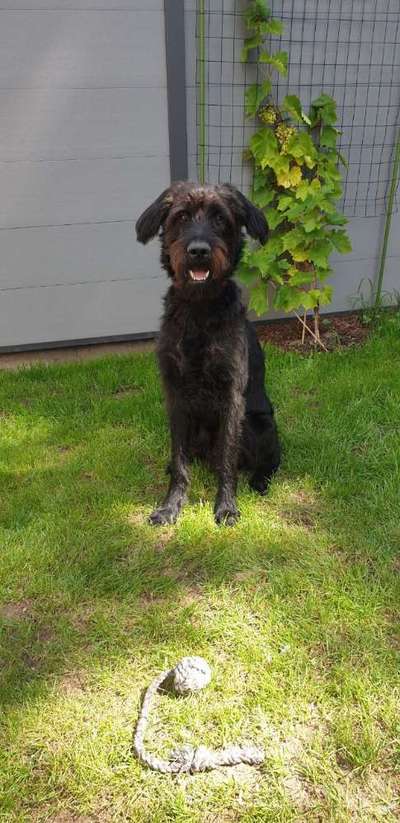 Mischlinge raten - Rätselspaß-Beitrag-Bild