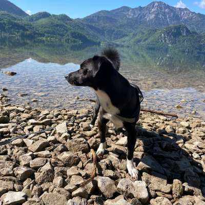 Hundetreffen-Spielstunde