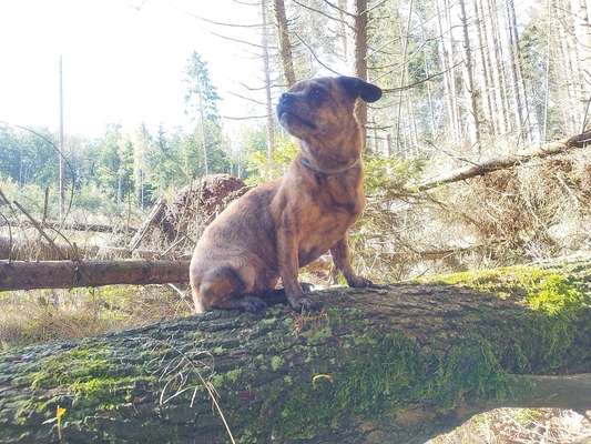 Wie kamst du zu deinem Hund?-Beitrag-Bild