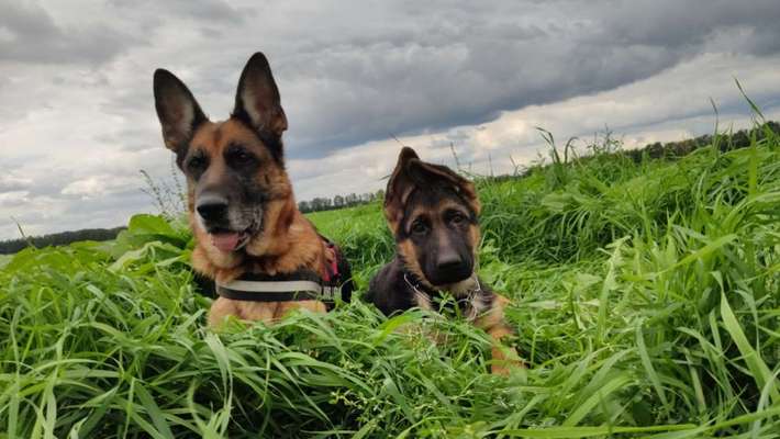 Schäferhund-Beitrag-Bild