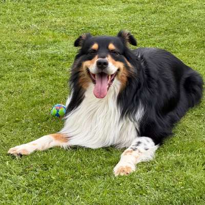 aktuelles Foto Gruppe Australian Shepherd