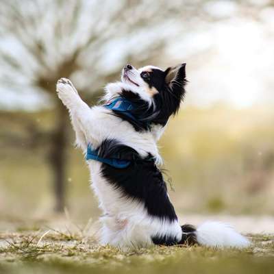 Hundetreffen-Spielfreunde gesucht-Profilbild