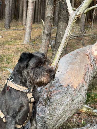 Hundetreffen-Doria u Jack-Bild