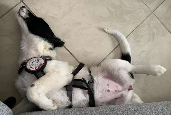 Challenge Nr 14
Eure Fellnasen auf ihrem Lieblingsplatz-Beitrag-Bild