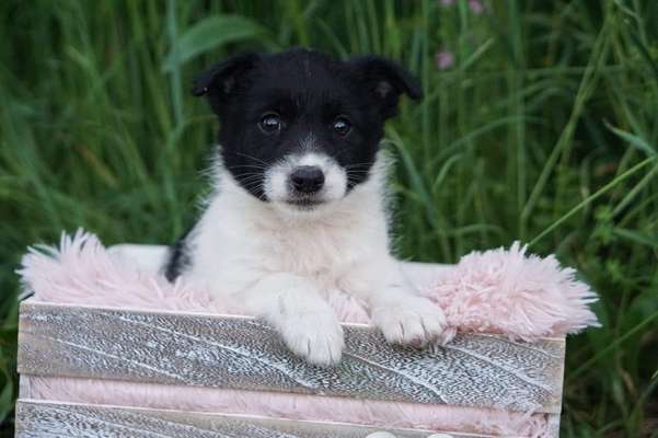 Welpen Bilder !-Beitrag-Bild