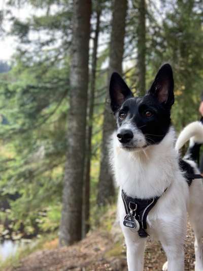zeigt mal eure schönsten Fotos von euren Lieblingen.-Beitrag-Bild