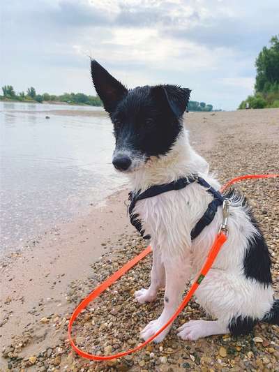 Dogorama-Monats-Challenge-Mai "Wasser"-Beitrag-Bild