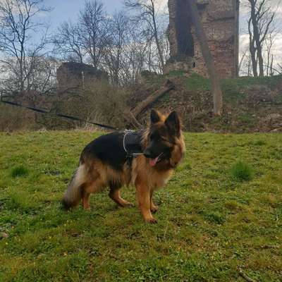 Hundetreffen-Suche Spielkameraden für unsere Schäferhündin-Bild