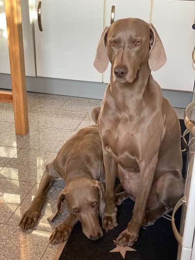 Weimaraner-Beitrag-Bild