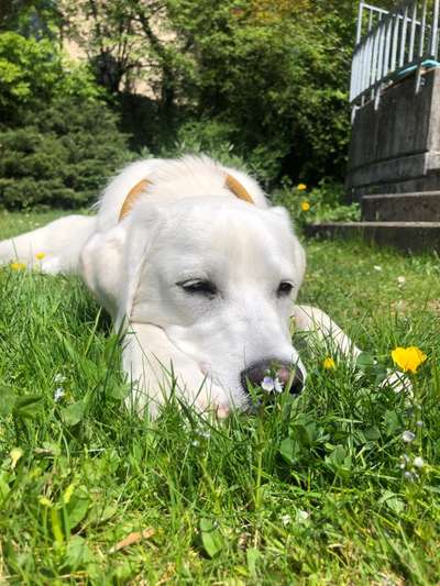 Die Dogorama Monats Challenge "Es grünt und blüht"-Beitrag-Bild