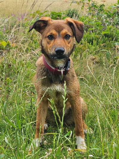 Hundetreffen-Gassi gehen und toben-Bild