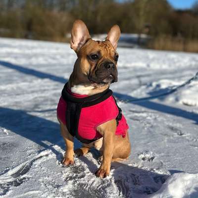 Hundetreffen-Sozialisierung/ Entwicklung der Hunde-Bild