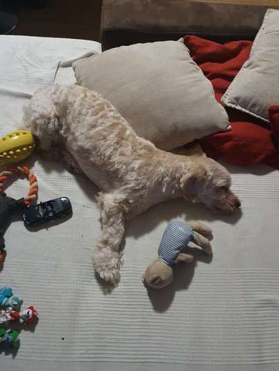 Zeigt mir die lustigsten Schlafpositionen eurer Fellnasen-Beitrag-Bild