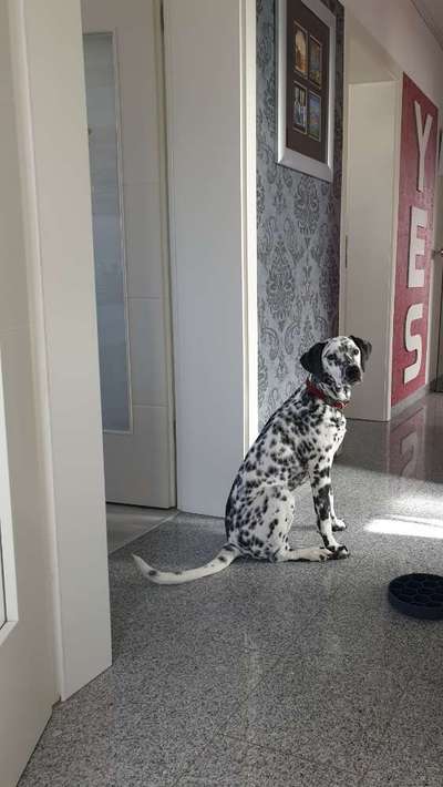 Wo sind denn all die Dalmatiner, zeigt her eure Punktehunde-Beitrag-Bild