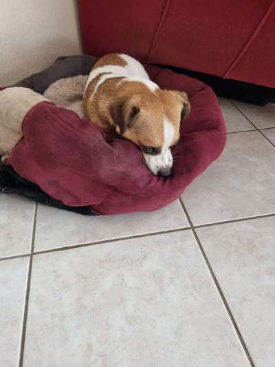 Welpe saugt am Kissen-Beitrag-Bild