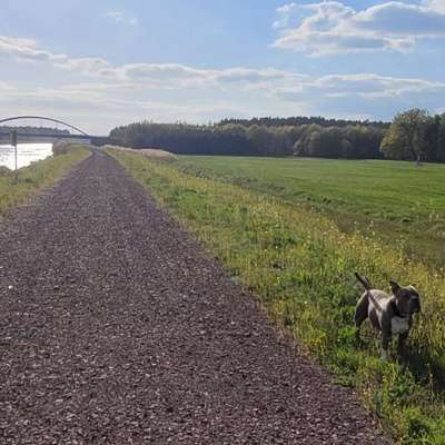 Hundetreffen-Spaziergang bei Regen und Sonne-Bild