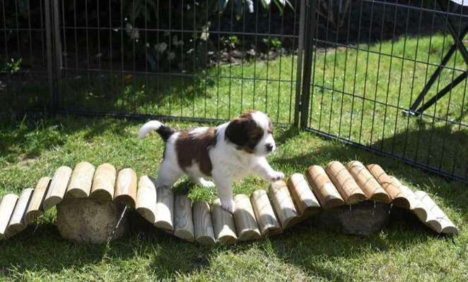 Welpenspielgeräte-Beitrag-Bild
