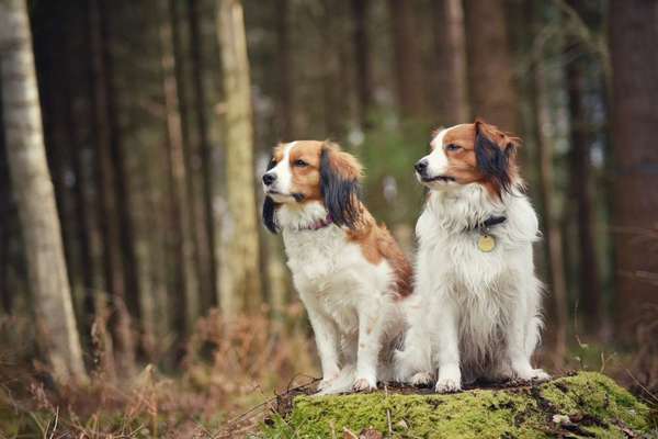 Seltene Rassen!-Beitrag-Bild