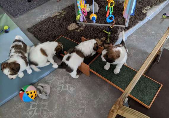 Welpenspielgeräte-Beitrag-Bild