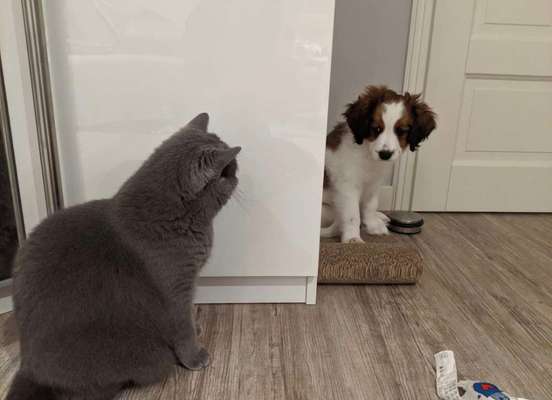 Hund und Katz Momente-Beitrag-Bild