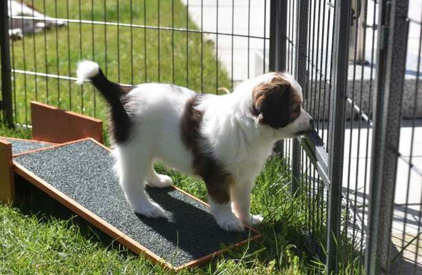 Welpenspielgeräte-Beitrag-Bild