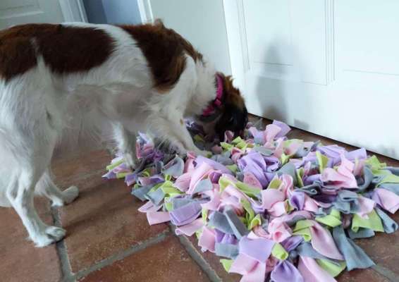 Welpenspielgeräte-Beitrag-Bild