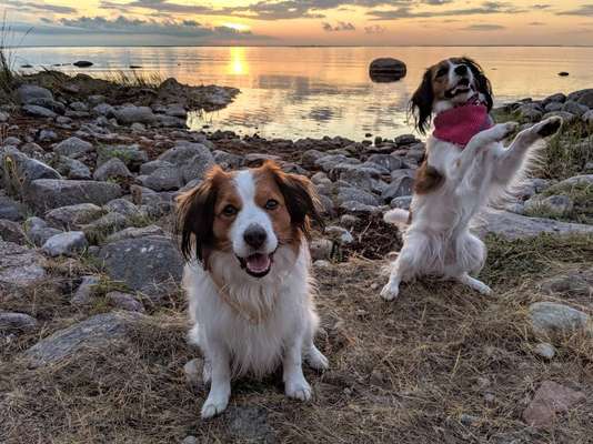 Kooikerhondje-Beitrag-Bild