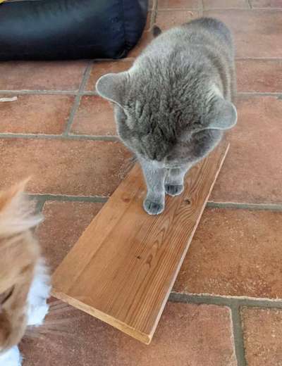 Welpenspielgeräte-Beitrag-Bild