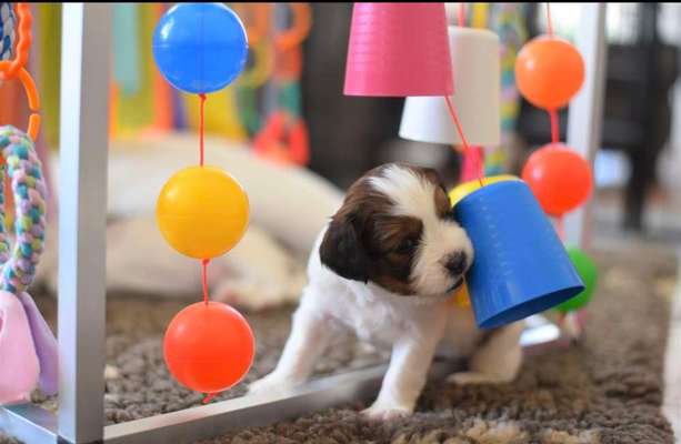 Welpenspielgeräte-Beitrag-Bild
