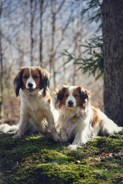 Kooikerhondje-Beitrag-Bild