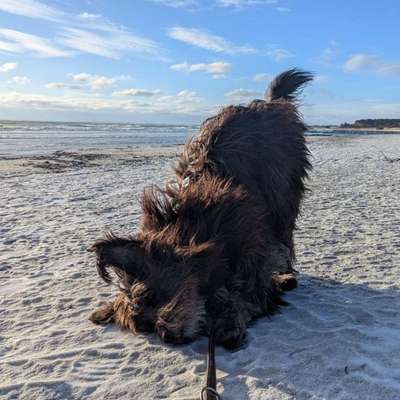 Hundetreffen-Spieltreff & Spaziergänge-Bild