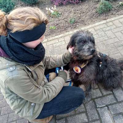 Hundetreffen-Spieltreff & Spaziergänge