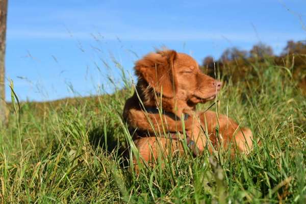 Nova Scotia Duck Tolling Retriever-Beitrag-Bild